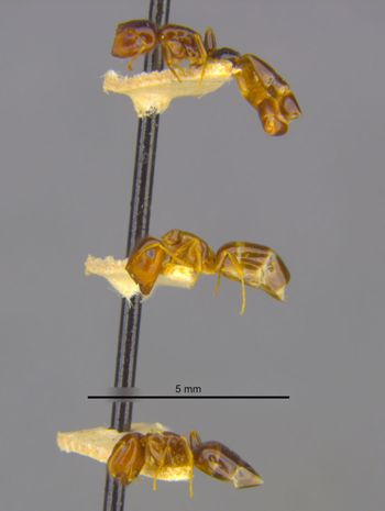 Media type: image;   Entomology 21554 Aspect: habitus lateral view